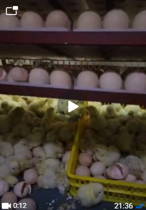 Poussins fraîchement éclos