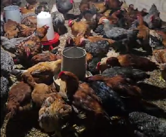 Rainbow Rooster - Poules de qualité